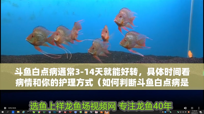 斗魚白點(diǎn)病通常3-14天就能好轉(zhuǎn)，具體時(shí)間看病情和你的護(hù)理方式（如何判斷斗魚白點(diǎn)病是否好轉(zhuǎn)）
