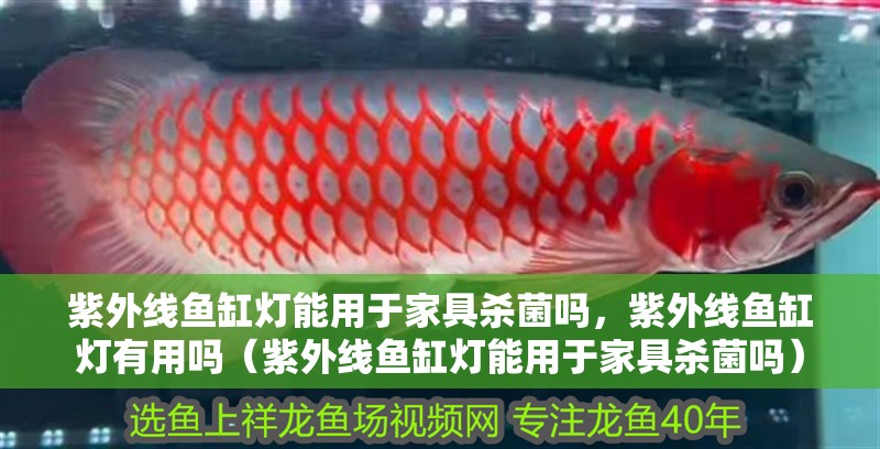 紫外線魚缸燈能用于家具殺菌嗎，紫外線魚缸燈有用嗎（紫外線魚缸燈能用于家具殺菌嗎）