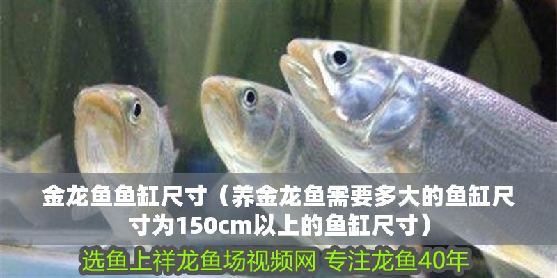 金龍魚魚缸尺寸（養金龍魚需要多大的魚缸尺寸為150cm以上的魚缸尺寸）