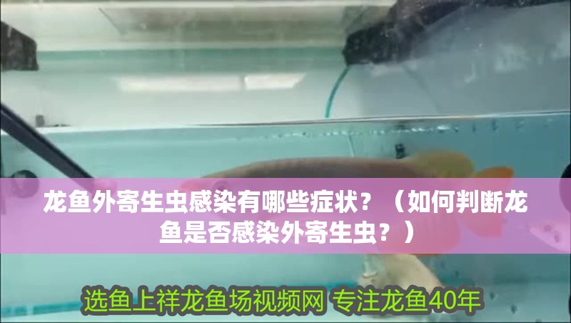 龍魚外寄生蟲感染有哪些癥狀？（如何判斷龍魚是否感染外寄生蟲？） 龍魚外寄生蟲感染有哪些癥狀？（如何判斷龍魚是否感染外寄生蟲？） 龍魚百科