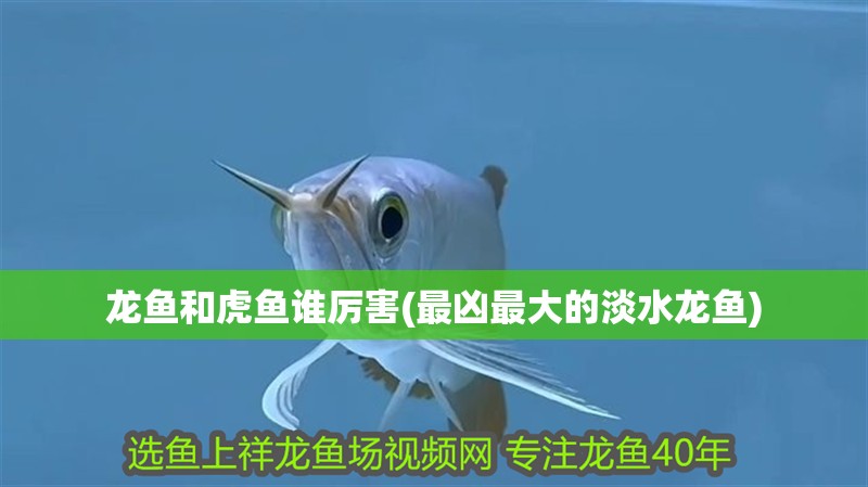 龍魚和虎魚誰厲害(最兇最大的淡水龍魚) 龍魚和虎魚誰厲害(最兇最大的淡水龍魚) 觀賞魚百科