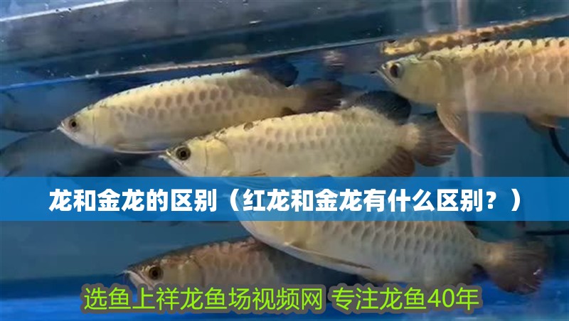 龍和金龍的區別（紅龍和金龍有什么區別？）