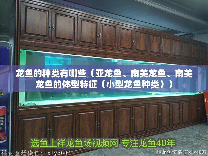 龍魚的種類有哪些（亞龍魚、南美龍魚、南美龍魚的體型特征（小型龍魚種類））