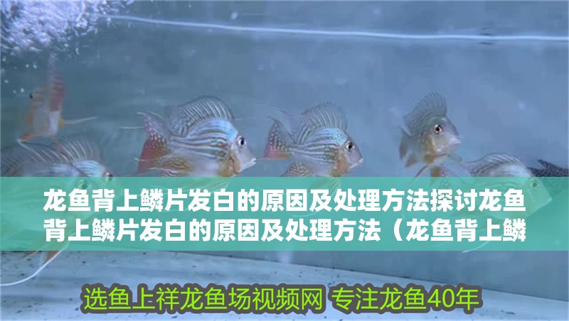 龍魚背上鱗片發(fā)白的原因及處理方法探討龍魚背上鱗片發(fā)白的原因及處理方法（龍魚背上鱗片發(fā)白的原因及處理方法）