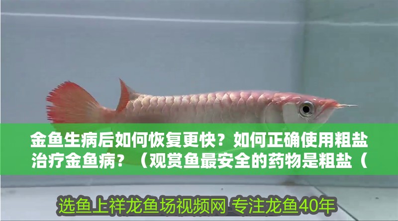 金魚生病后如何恢復更快？如何正確使用粗鹽治療金魚病？（觀賞魚最安全的藥物是粗鹽（無碘鹽（無碘鹽），觀賞魚四大必備神藥） 金魚生病后如何恢復更快？如何正確使用粗鹽治療金魚病？（觀賞魚最安全的藥物是粗鹽（無碘鹽（無碘鹽），觀賞魚四大必備神藥） 龍魚百科