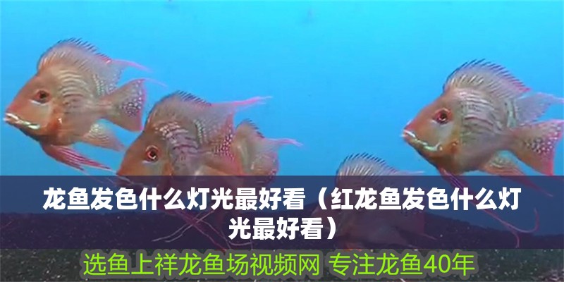 龍魚發色什么燈光最好看（紅龍魚發色什么燈光最好看）