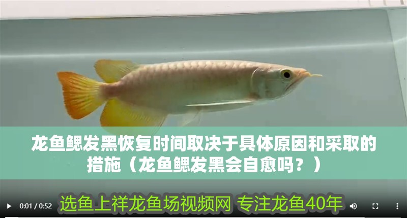 龍魚鰓發黑恢復時間取決于具體原因和采取的措施（龍魚鰓發黑會自愈嗎？）