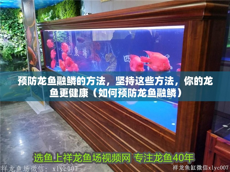 預防龍魚融鱗的方法，堅持這些方法，你的龍魚更健康（如何預防龍魚融鱗）