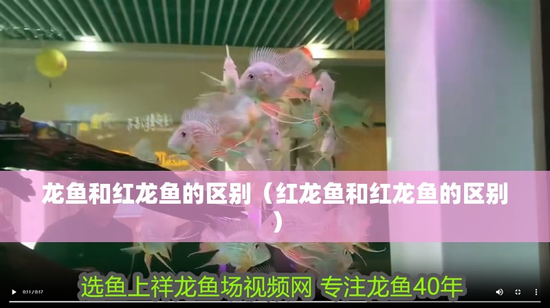 龍魚和紅龍魚的區別（紅龍魚和紅龍魚的區別）