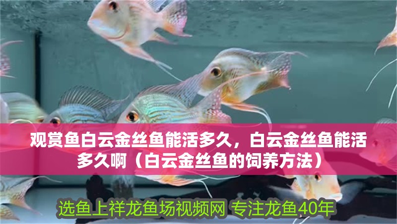 觀賞魚白云金絲魚能活多久，白云金絲魚能活多久?。ò自平鸾z魚的飼養(yǎng)方法）