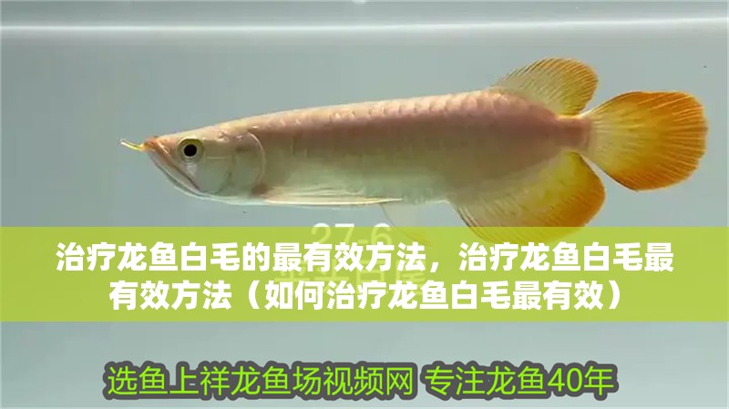 治療龍魚白毛的最有效方法，治療龍魚白毛最有效方法（如何治療龍魚白毛最有效）