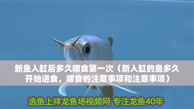 新魚入缸后多久喂食第一次（新入缸的魚多久開始進食，喂食的注意事項和注意事項）