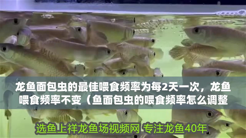 龍魚面包蟲的最佳喂食頻率為每2天一次，龍魚喂食頻率不變（魚面包蟲的喂食頻率怎么調(diào)整？）