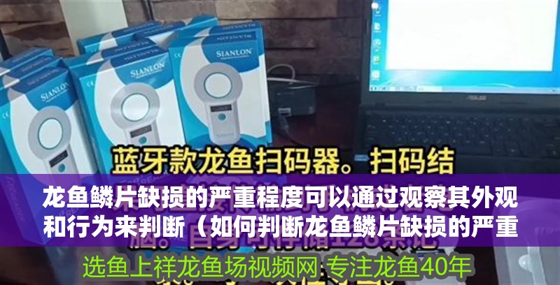 龍魚鱗片缺損的嚴(yán)重程度可以通過觀察其外觀和行為來判斷（如何判斷龍魚鱗片缺損的嚴(yán)重程度）