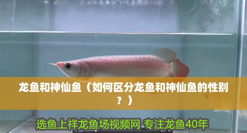龍魚(yú)和神仙魚(yú)（如何區(qū)分龍魚(yú)和神仙魚(yú)的性別？）