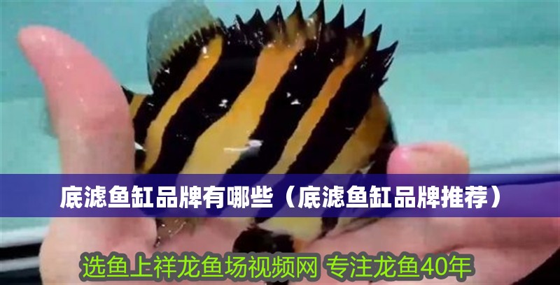 底濾魚缸品牌有哪些（底濾魚缸品牌推薦）