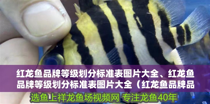 紅龍魚品牌等級劃分標(biāo)準(zhǔn)表圖片大全、紅龍魚品牌等級劃分標(biāo)準(zhǔn)表圖片大全（紅龍魚品牌品牌等級劃分標(biāo)準(zhǔn)表圖片大全）