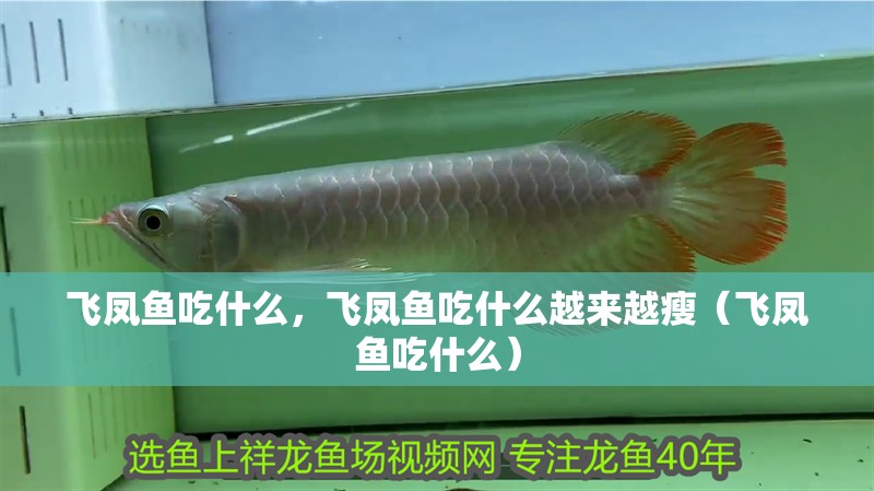 飛鳳魚吃什么，飛鳳魚吃什么越來越瘦（飛鳳魚吃什么）