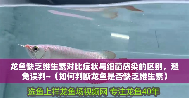 龍魚(yú)缺乏維生素對(duì)比癥狀與細(xì)菌感染的區(qū)別，避免誤判~（如何判斷龍魚(yú)是否缺乏維生素）