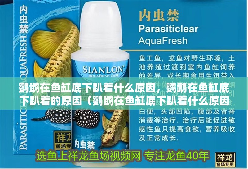 鸚鵡在魚缸底下趴著什么原因，鸚鵡在魚缸底下趴著的原因（鸚鵡在魚缸底下趴著什么原因）