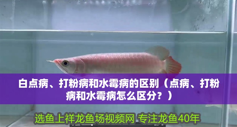 白點病、打粉病和水霉病的區別（點病、打粉病和水霉病怎么區分？）