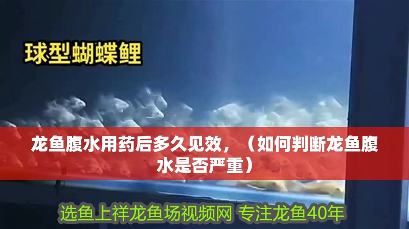龍魚腹水用藥后多久見效，（如何判斷龍魚腹水是否嚴重）
