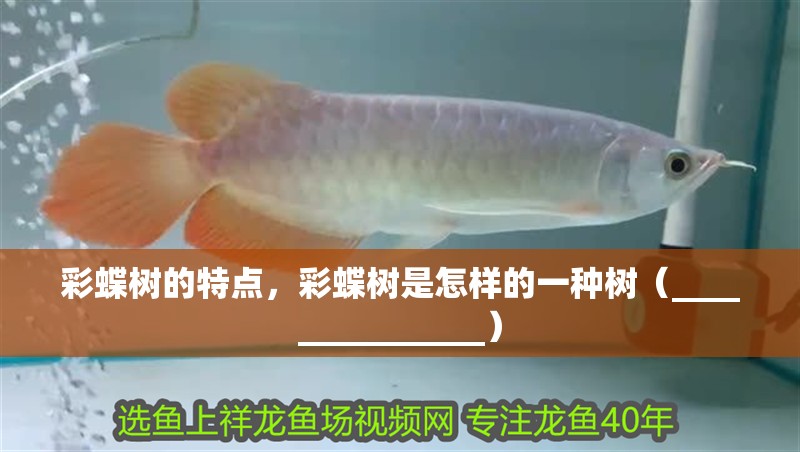 彩蝶樹(shù)的特點(diǎn)，彩蝶樹(shù)是怎樣的一種樹(shù)（_______________）