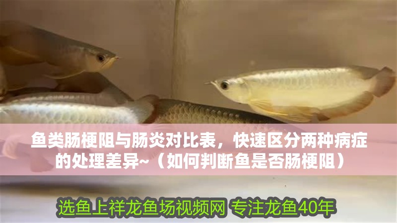 魚類腸梗阻與腸炎對比表，快速區分兩種病癥的處理差異~（如何判斷魚是否腸梗阻）