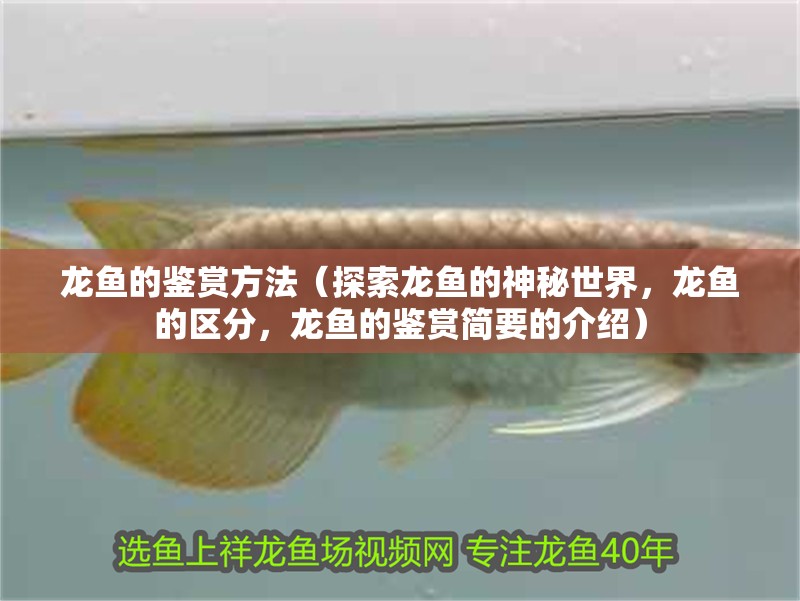 龍魚(yú)的鑒賞方法（探索龍魚(yú)的神秘世界，龍魚(yú)的區(qū)分，龍魚(yú)的鑒賞簡(jiǎn)要的介紹）