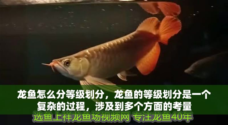 龍魚怎么分等級(jí)劃分，龍魚的等級(jí)劃分是一個(gè)復(fù)雜的過(guò)程，涉及到多個(gè)方面的考量