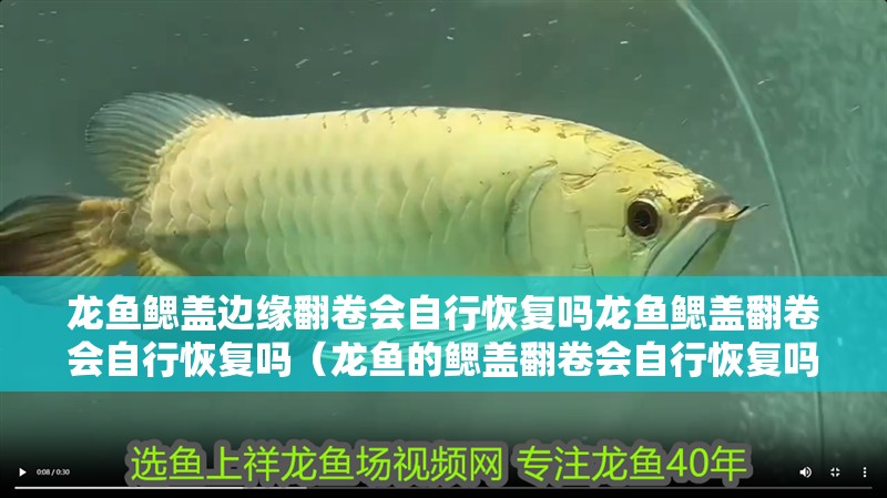 龍魚(yú)鰓蓋邊緣翻卷會(huì)自行恢復(fù)嗎龍魚(yú)鰓蓋翻卷會(huì)自行恢復(fù)嗎（龍魚(yú)的鰓蓋翻卷會(huì)自行恢復(fù)嗎）
