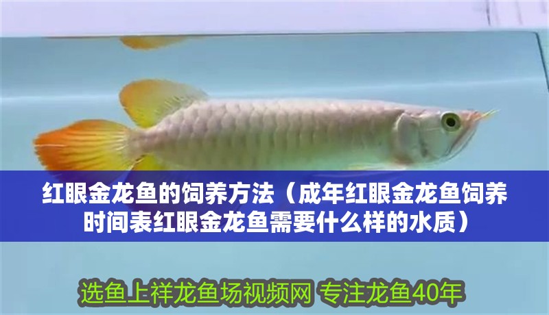 紅眼金龍魚的飼養方法（成年紅眼金龍魚飼養時間表紅眼金龍魚需要什么樣的水質）