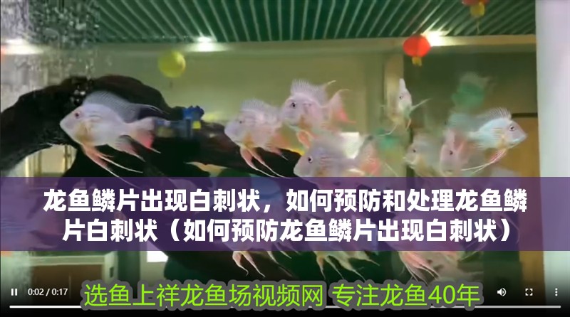 龍魚鱗片出現白刺狀，如何預防和處理龍魚鱗片白刺狀（如何預防龍魚鱗片出現白刺狀）