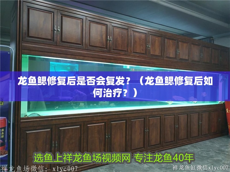 龍魚(yú)鰓修復(fù)后是否會(huì)復(fù)發(fā)？（龍魚(yú)鰓修復(fù)后如何治療？）