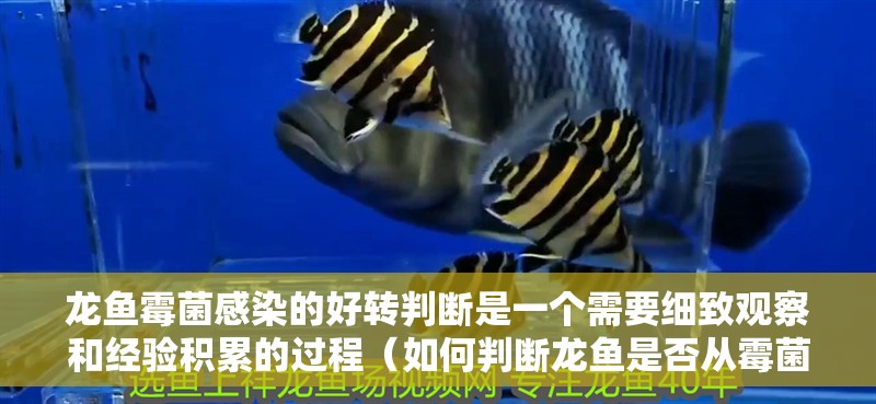 龍魚霉菌感染的好轉判斷是一個需要細致觀察和經驗積累的過程（如何判斷龍魚是否從霉菌感染中恢復）