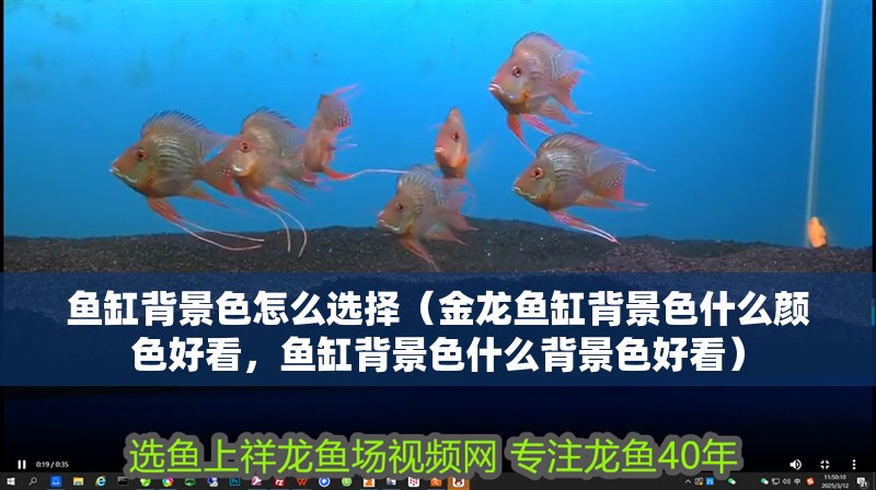 魚缸背景色怎么選擇（金龍魚缸背景色什么顏色好看，魚缸背景色什么背景色好看）
