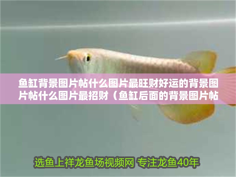 魚缸背景圖片帖什么圖片最旺財好運的背景圖片帖什么圖片最招財（魚缸后面的背景圖片帖什么圖片易招財）