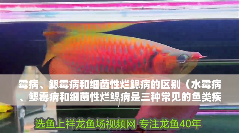 霉病、鰓霉病和細菌性爛鰓病的區別（水霉病、鰓霉病和細菌性爛鰓病是三種常見的魚類疾病） 霉病、鰓霉病和細菌性爛鰓病的區別（水霉病、鰓霉病和細菌性爛鰓病是三種常見的魚類疾病） 龍魚百科