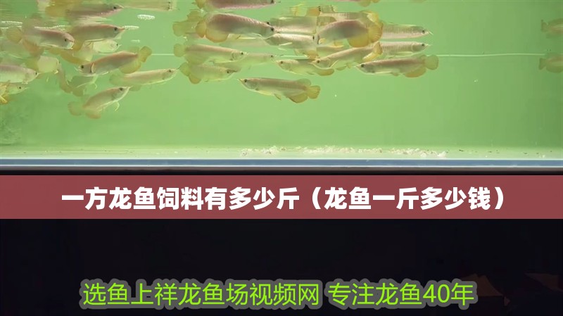 一方龍魚飼料有多少斤（龍魚一斤多少錢）