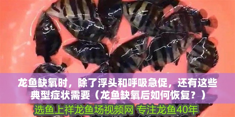 龍魚缺氧時，除了浮頭和呼吸急促，還有這些典型癥狀需要（龍魚缺氧后如何恢復？）