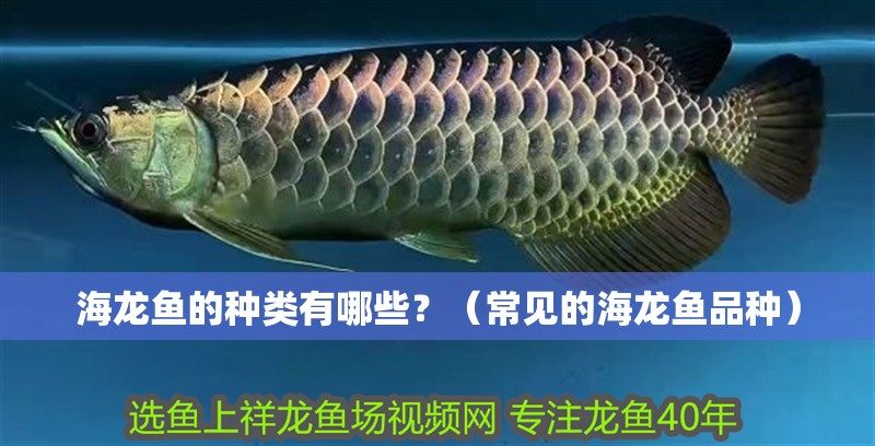 海龍魚的種類有哪些？（常見的海龍魚品種）