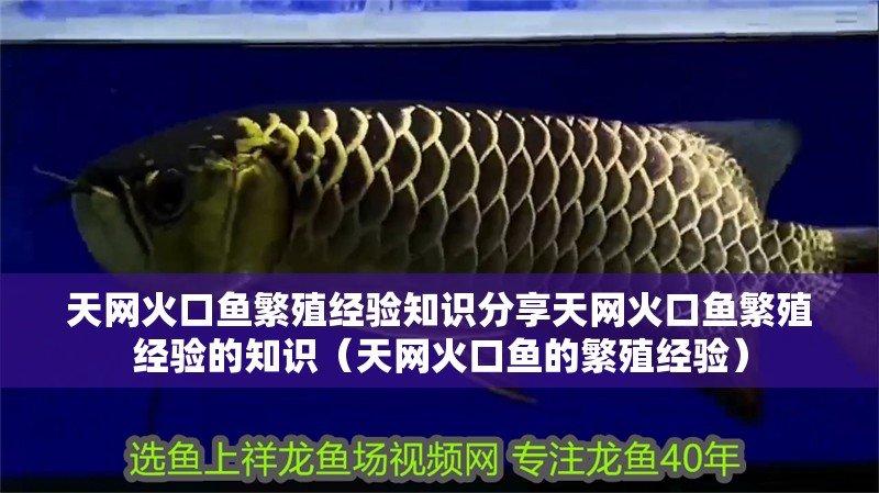 天網(wǎng)火口魚(yú)繁殖經(jīng)驗(yàn)知識(shí)分享天網(wǎng)火口魚(yú)繁殖經(jīng)驗(yàn)的知識(shí)（天網(wǎng)火口魚(yú)的繁殖經(jīng)驗(yàn)）