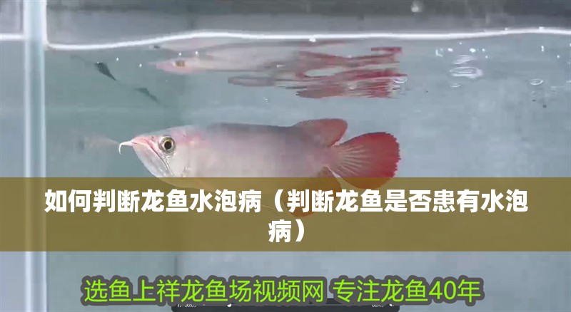 如何判斷龍魚(yú)水泡病（判斷龍魚(yú)是否患有水泡病）