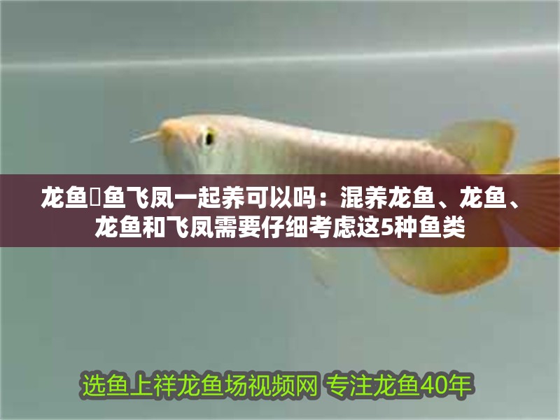 龍魚魟魚飛鳳一起養可以嗎：混養龍魚、龍魚、龍魚和飛鳳需要仔細考慮這5種魚類