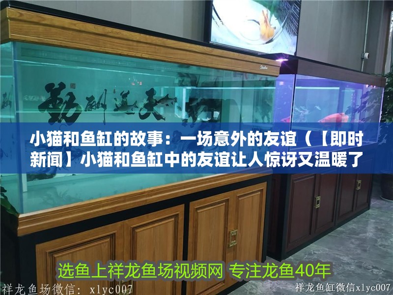小貓和魚缸的故事：一場意外的友誼（【即時新聞】小貓和魚缸中的友誼讓人驚訝又溫暖了無數人的心）