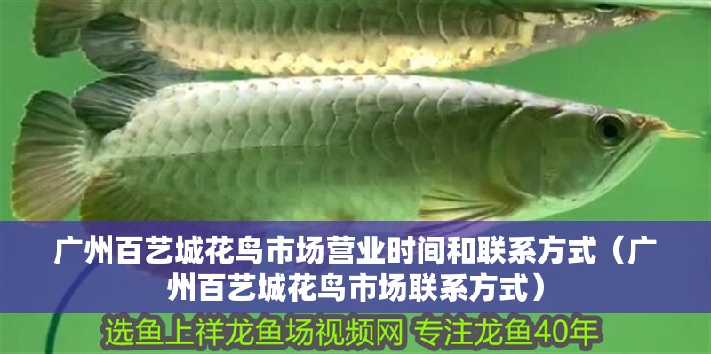 廣州百藝城花鳥市場營業時間和聯系方式（廣州百藝城花鳥市場聯系方式）