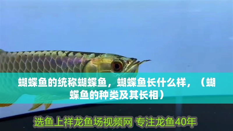 蝴蝶魚的統(tǒng)稱蝴蝶魚，蝴蝶魚長(zhǎng)什么樣，（蝴蝶魚的種類及其長(zhǎng)相）