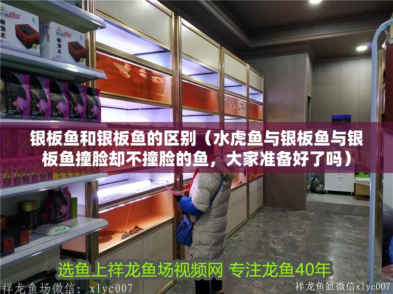 銀板魚和銀板魚的區別（水虎魚與銀板魚與銀板魚撞臉卻不撞臉的魚，大家準備好了嗎） 銀板魚和銀板魚的區別（水虎魚與銀板魚與銀板魚撞臉卻不撞臉的魚，大家準備好了嗎） 觀賞魚百科