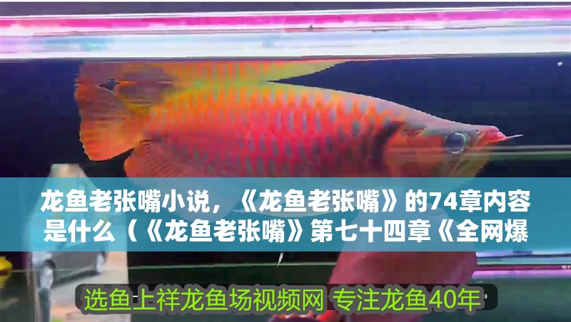 龍魚老張嘴小說，《龍魚老張嘴》的74章內容是什么（《龍魚老張嘴》第七十四章《全網爆炸了》第七十四章）