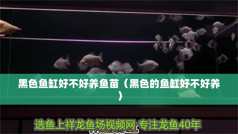 黑色魚缸好不好養魚苗（黑色的魚缸好不好養）